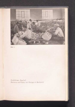 Bild 51 - Goldene Äpfel