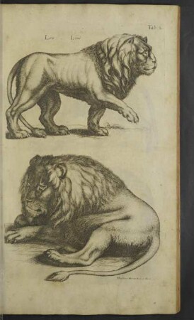 Liber III. De Quadrupedibus Digitatis viviparis.