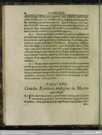 Caput XVII. Concha Exotica, margine in Mucronem emissa