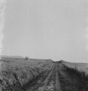 Feldweg : Weg durch eine Getreidefeld