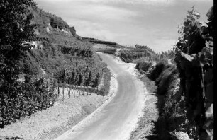 Ihringen: Wirtschaftsweg zum Weinberg (Eicke), Blick aufwärts zum Weinberg
