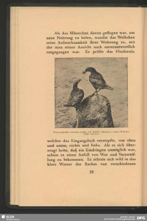 Wasserschmätzer, Cinclus merula, J. C. Schäff., Männchen einem Weibchen Futter reichend