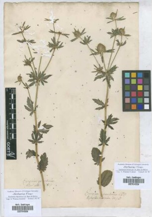 Eryngium