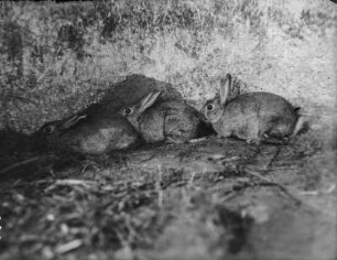 Wildkaninchen : Wildkaninchen (Oryctolagus cuniculus Linnaeus).