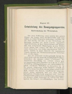 Entwickelung der Wirbelsäule.