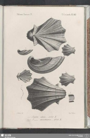 Pl. 442