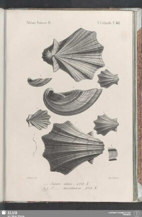 Pl. 442