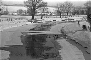 Trave: in der Mitte Wassergeflügel in offener Wasserstelle: hinten Zaun, Bäume, Knicklandschaft: Winter