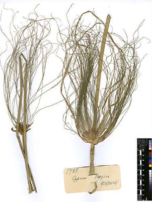 Cyperaceae Cyperus Papyrus Linné, Carl von (1707 - 1778) [Greifswald]