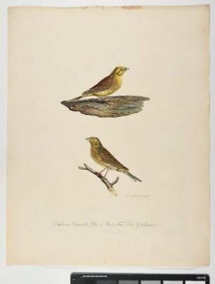 Emberiza Citrinella. Lin. 1. Mas. 2. Fem. Der Goldammer. - Goldammer. Emberiza citrinella; mas. fem. - Zeichner und Stecher: Ambrosius Gabler