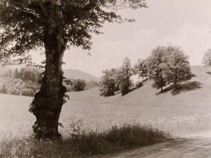 Sommerliche Landschaft mit Bäumen