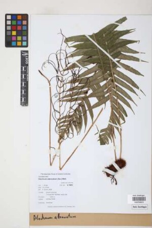 Blechnum attenuatum (Sw.) Mett.