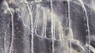 Doliolum sp., Lanzarote 2019