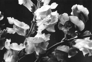Gartenlöwenmaul, Großes Löwenmaul - Antirrhinum majus