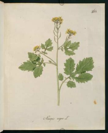 Sinapis nigra L.