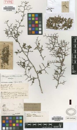 Flueggea acidothamnus Griseb. [holotype]