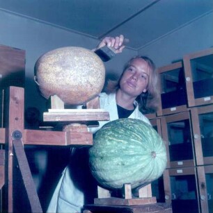 Stuttgart, Reinsburgstraße 107. Landesanstalt für Pflanzenschutz. Von einer Melone werden San-José-Schildläuse auf eine andere Melone übertragen
