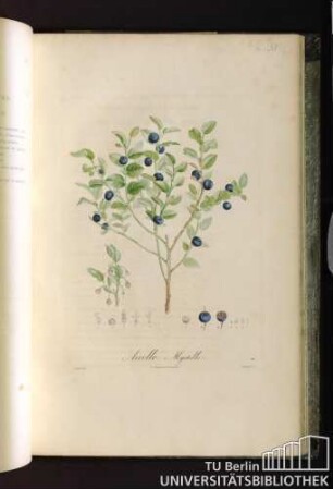 PL. LXV. Airelle Myrtille.