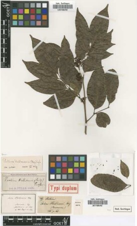 Icica hostmannii Miq. [type]