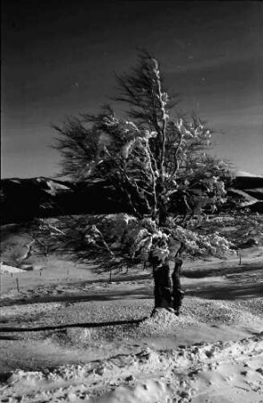 Schauinsland: Baum im Rauhreif und Schnee