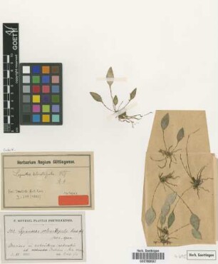 Lepanthes selenitepala Rchb.f. [isotype]