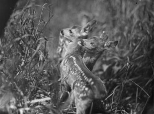 Rehe. Zwei Kitze im Gras