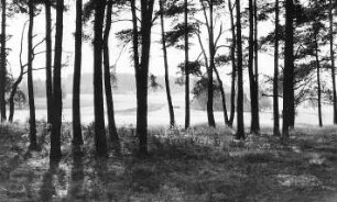 Oßling-Weißig. Mühle Salomo, Blick aus dem Wald auf das ehem. Windmühlenhaus