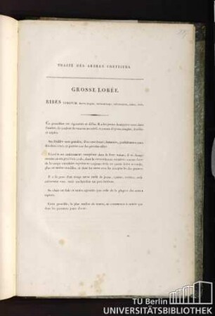 Grosse lobée. Ribes lobatum, fructu magno, ovato-oblongo, subtetragono, rubro, nudo.