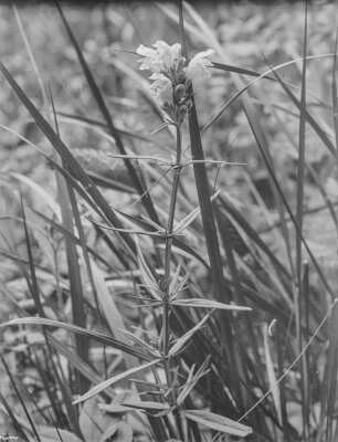 Nordischer-Drachenkopf : Nordischer-Drachenkopf (Dracocephalum ruyschiana Linnaeus), auch als Berg-Drachenkopf oder Schwedischer Drachenkopf bezeichnet.