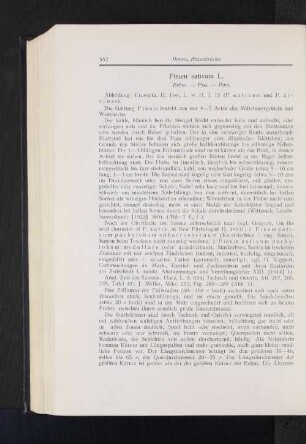 Pisum sativum L. : Erbse.
