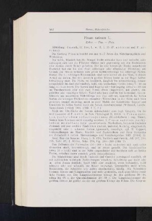 Pisum sativum L. : Erbse.