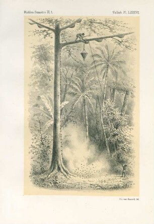 Pl. LXXXVII