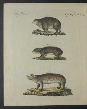 Tafel: Vierf. Thiere LII.