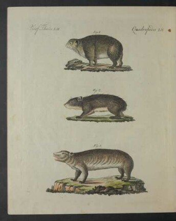 Tafel: Vierf. Thiere LII.