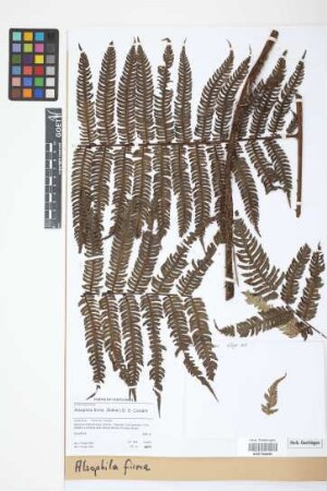 Alsophila firma (Baker) D. S. Conant