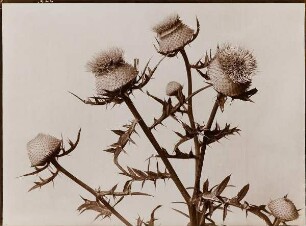 Distel