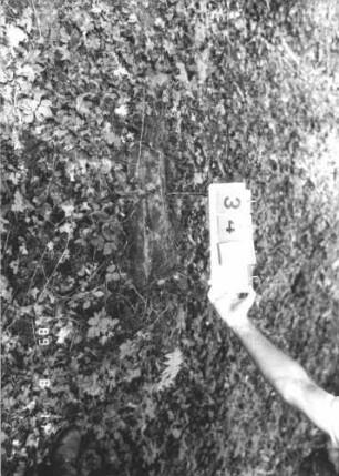 Grabstein 348 (Index: 99799731) Material: Sandstein Zustand: verwittert, Stele abgebrochen Maße HxBxT: 22x71x9 cm Beschreibung: Stelenstumpf, Stele abgebrochen: Grabstein 348