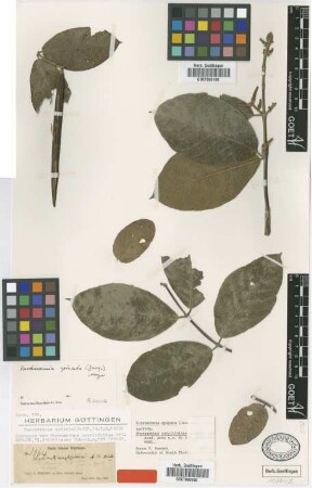 Forsteronia spicata (Jacq.) G.Mey.