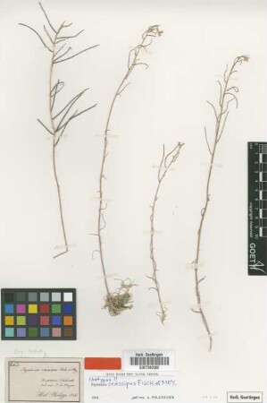 Erysimum crassipes Fisch. & C.A.Mey. [isotype]