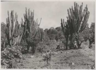 Trockenvegetation bei Huertas, Provinz Campero