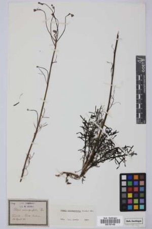 Tolpis coronopifolia (Desf.) Biv.