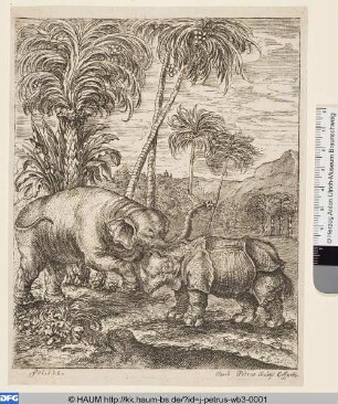 Elefant und Nashorn