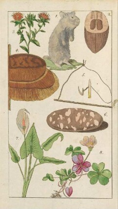 Illustrationen