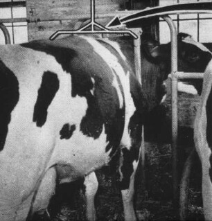 Fotografie: Milchviehhaltung, Anbindestall, Kuhtrainer