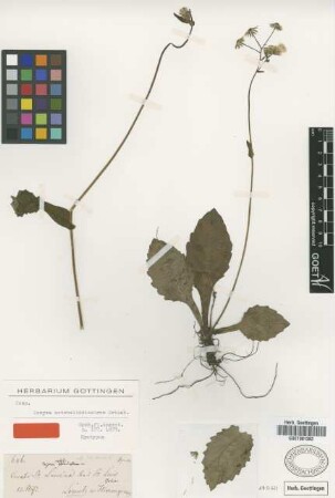Conyza notobellidiastrum Griseb. [syntype]