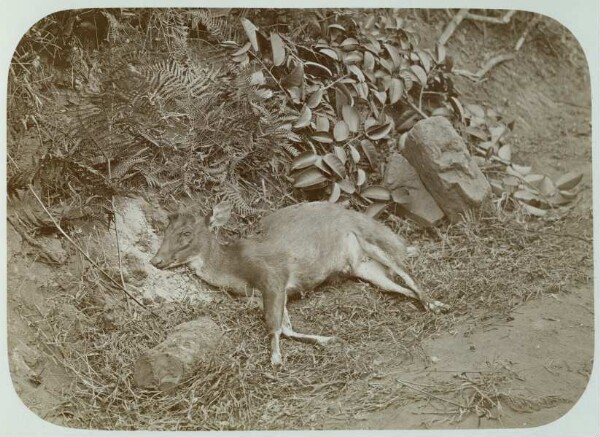 Scène de la jungle (animal tué)