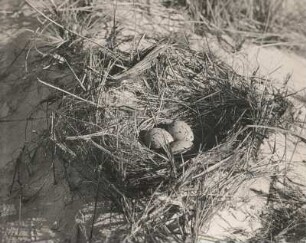 Sturmmöwe (Larus canus L.). Nest mit Gelege. Amrum