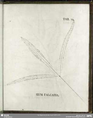 Tab. 72. Sium Falcaria. (Sichel-Merk)