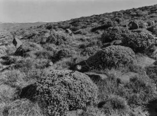 Gräser und Kräuter : Gräser und Kräuter in den Drakensbergen ("Drachenberge")