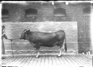 Franken Rind, weiblich